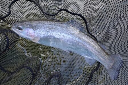 雪降る天竜川でがんばる ～天竜川ルアーフライテンカラ専用区～